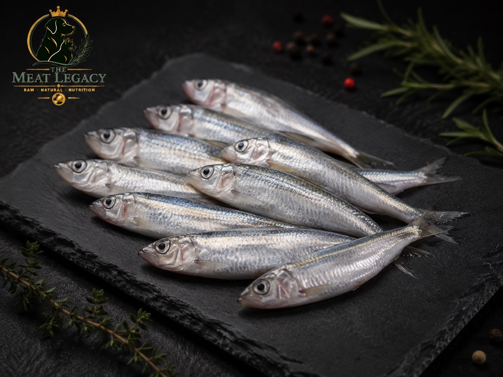 Indian Anchovies