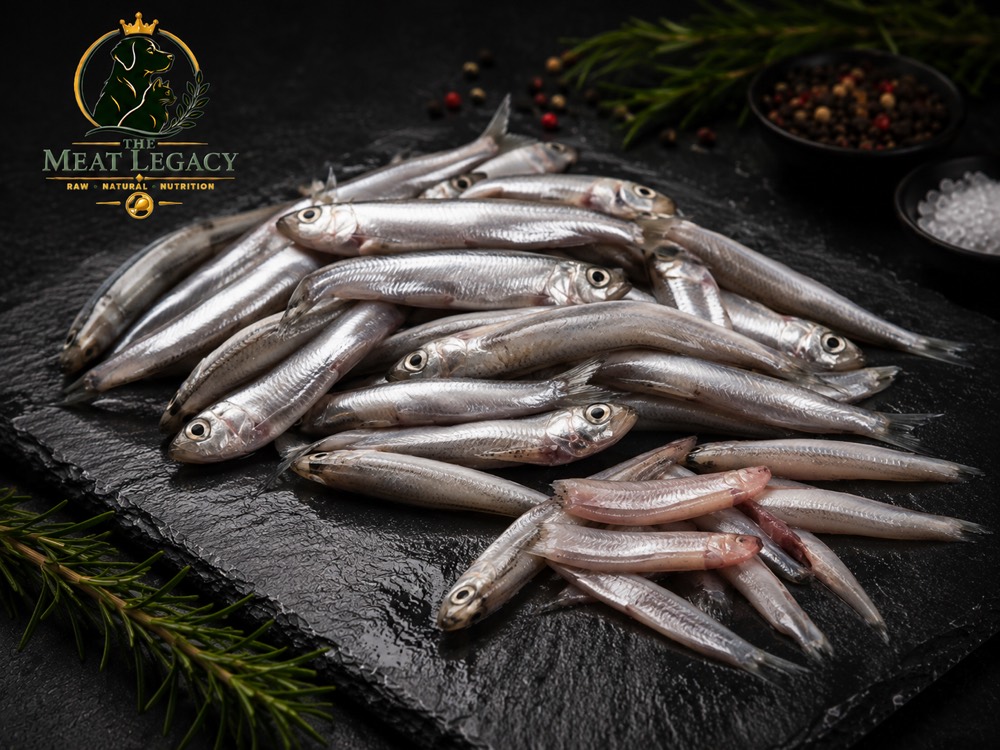 Indian Anchovies — photo 4